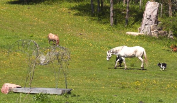 Big Stone Mini Golf - The Pasture